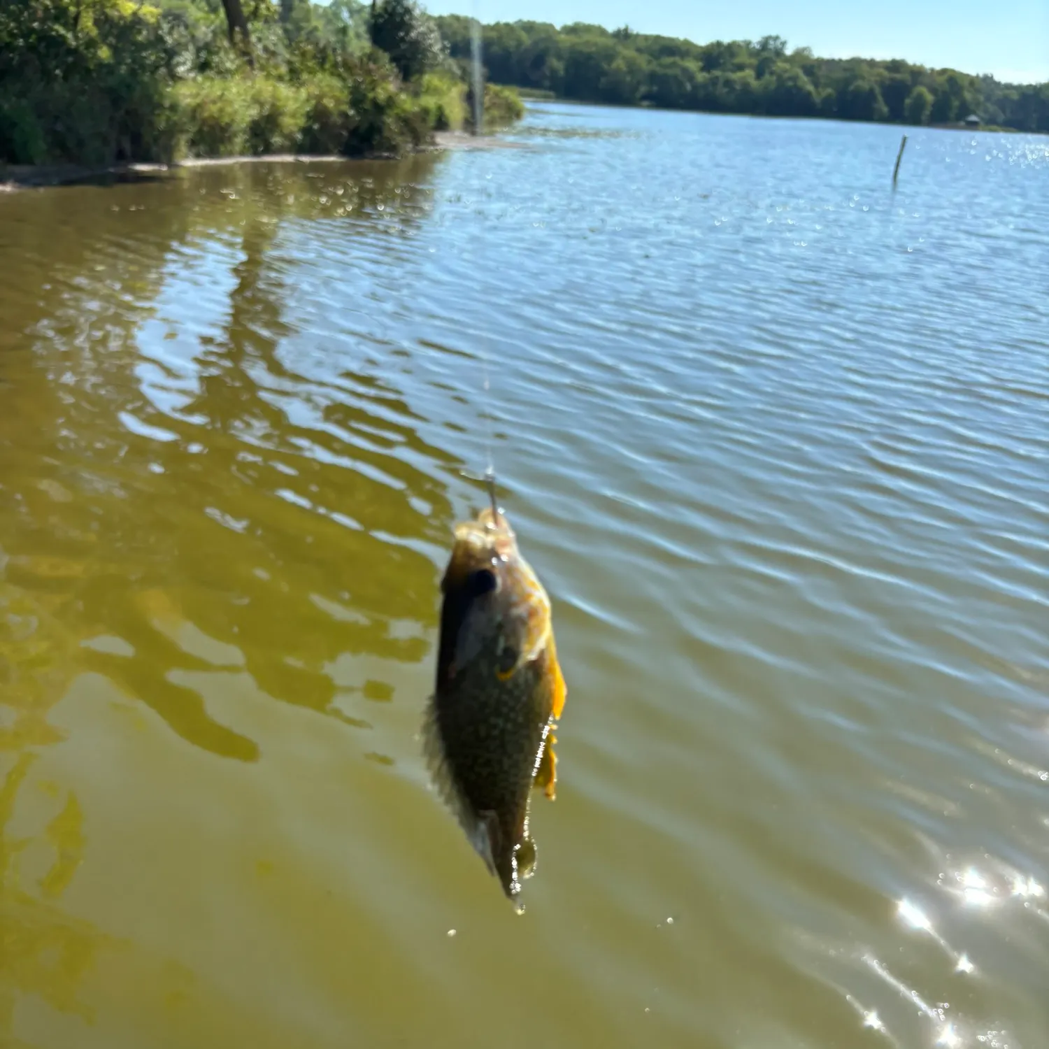 Green sunfish caught on Fishbrain