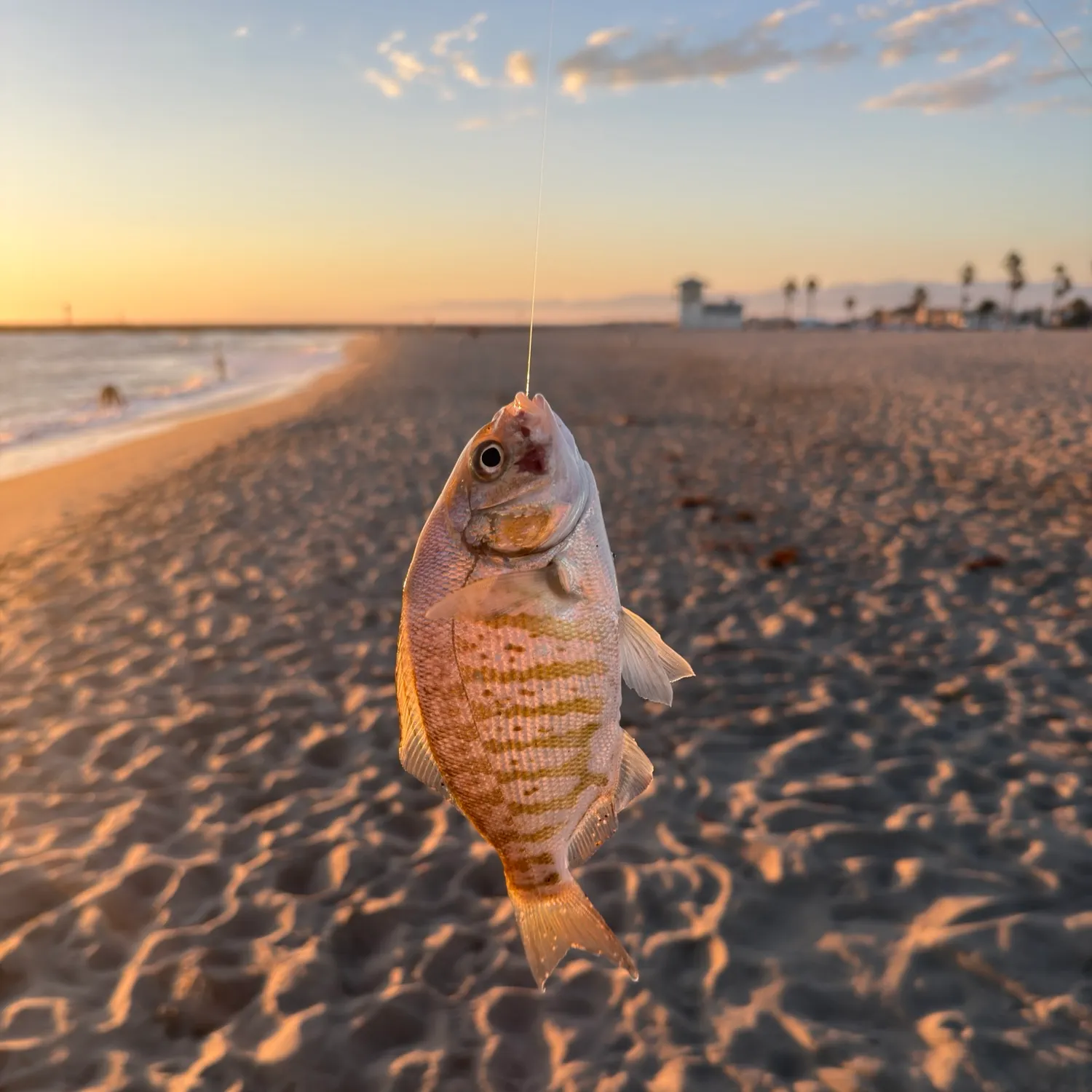 Barred surfperch caught on Fishbrain