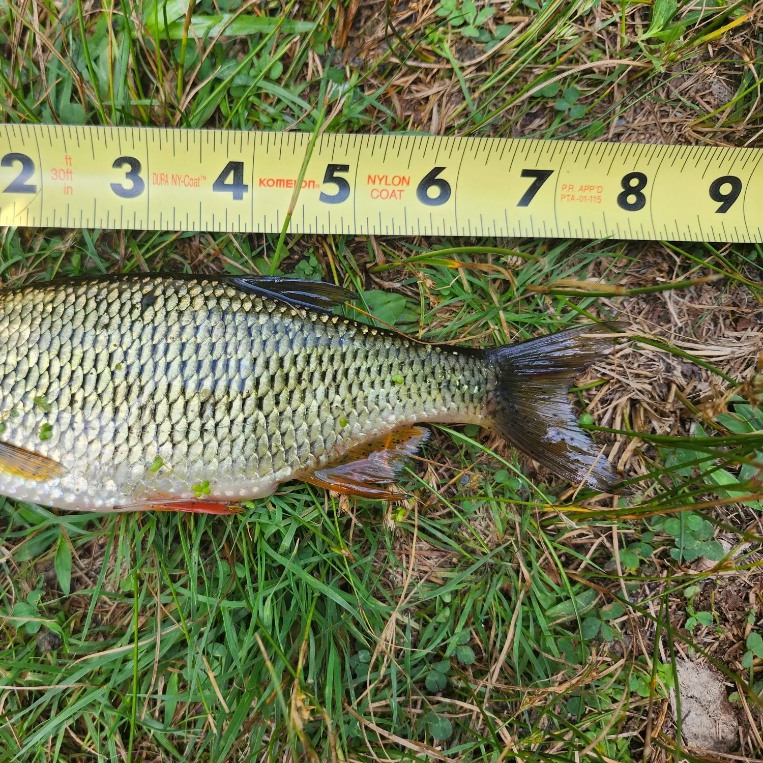 Golden shiner caught on Fishbrain