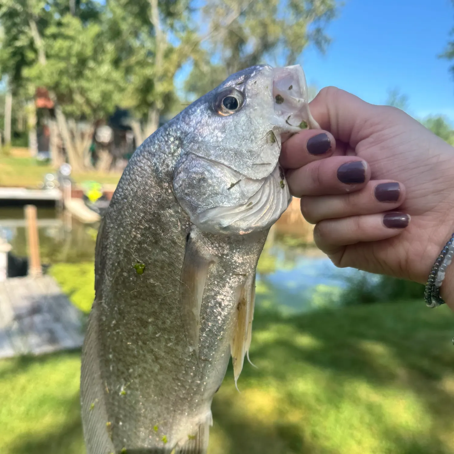 Freshwater drum caught on Fishbrain