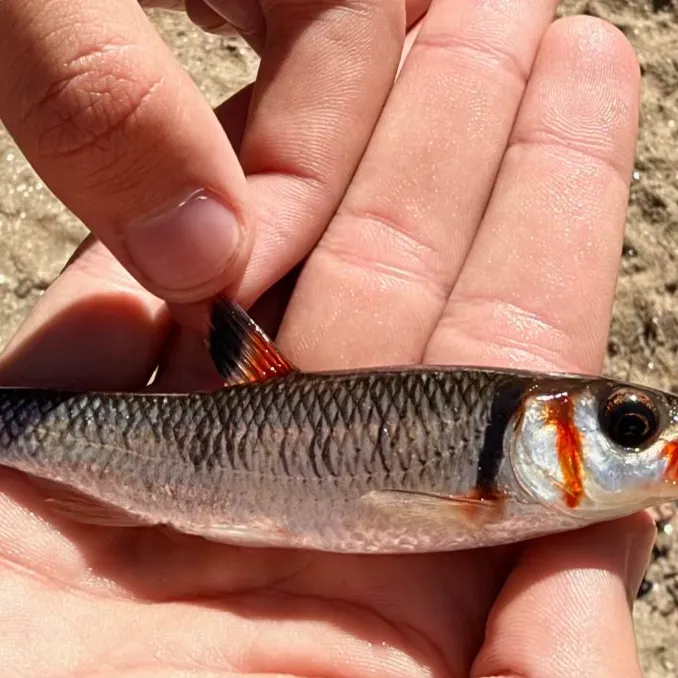 The most recent Warpaint shiner catches on Fishbrain