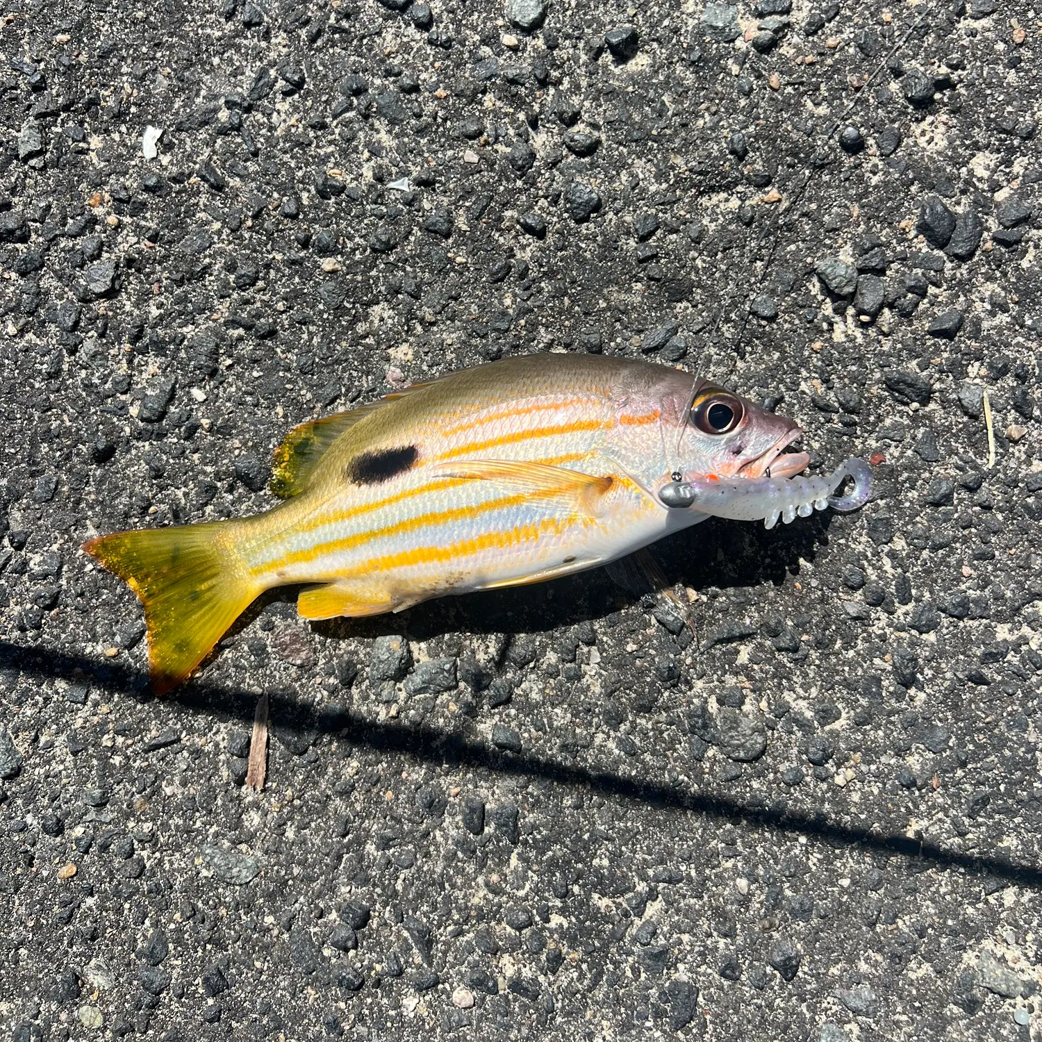 The most recent Stone Flounder catches on Fishbrain