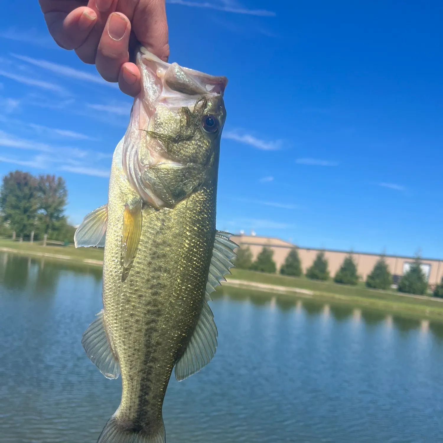 Fish caught on Fishbrain
