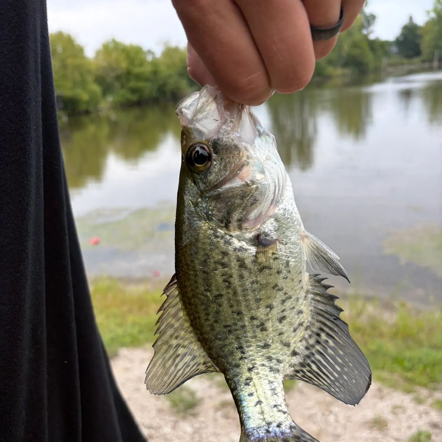 Black crappie caught on Fishbrain