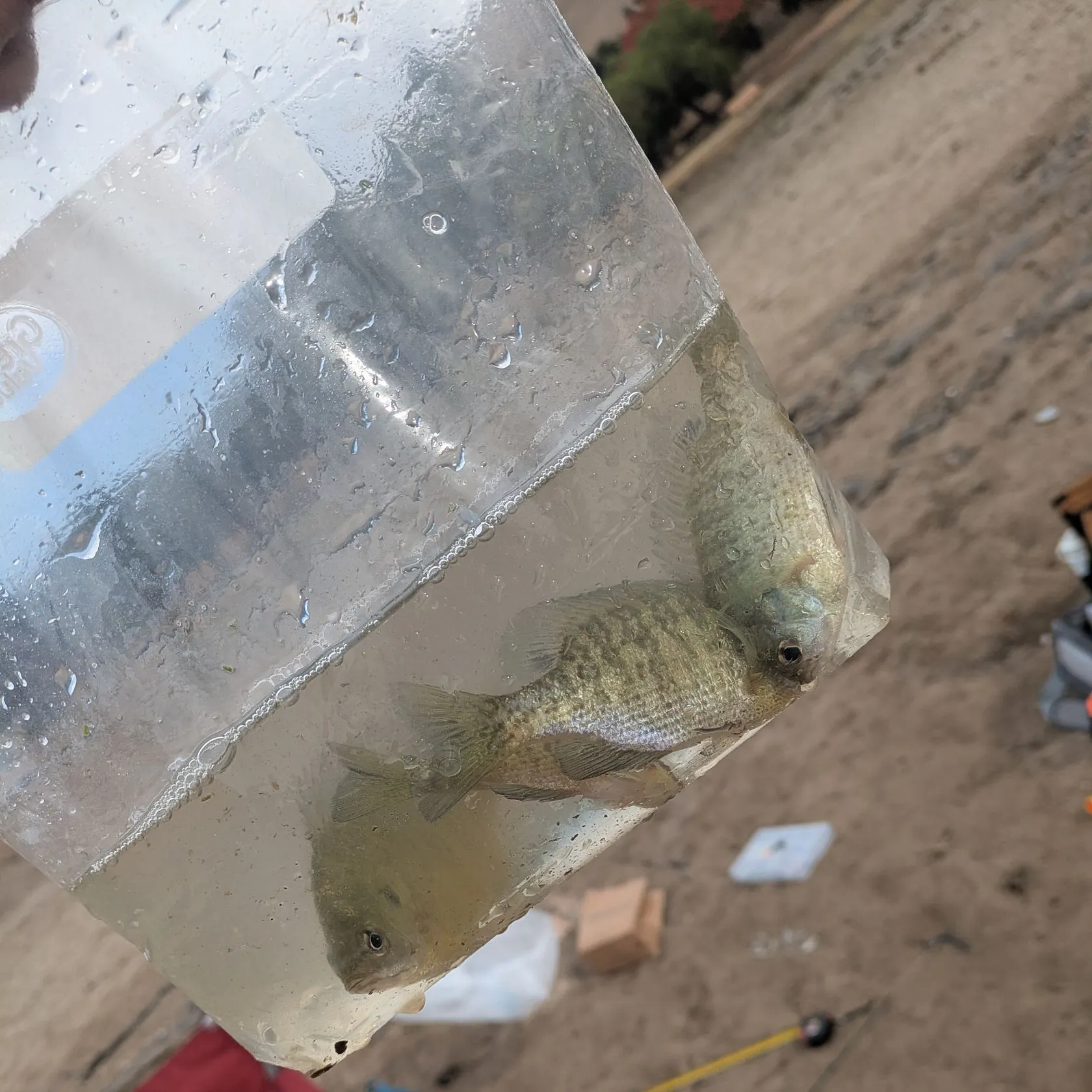The most recent Redear sunfish catches on Fishbrain