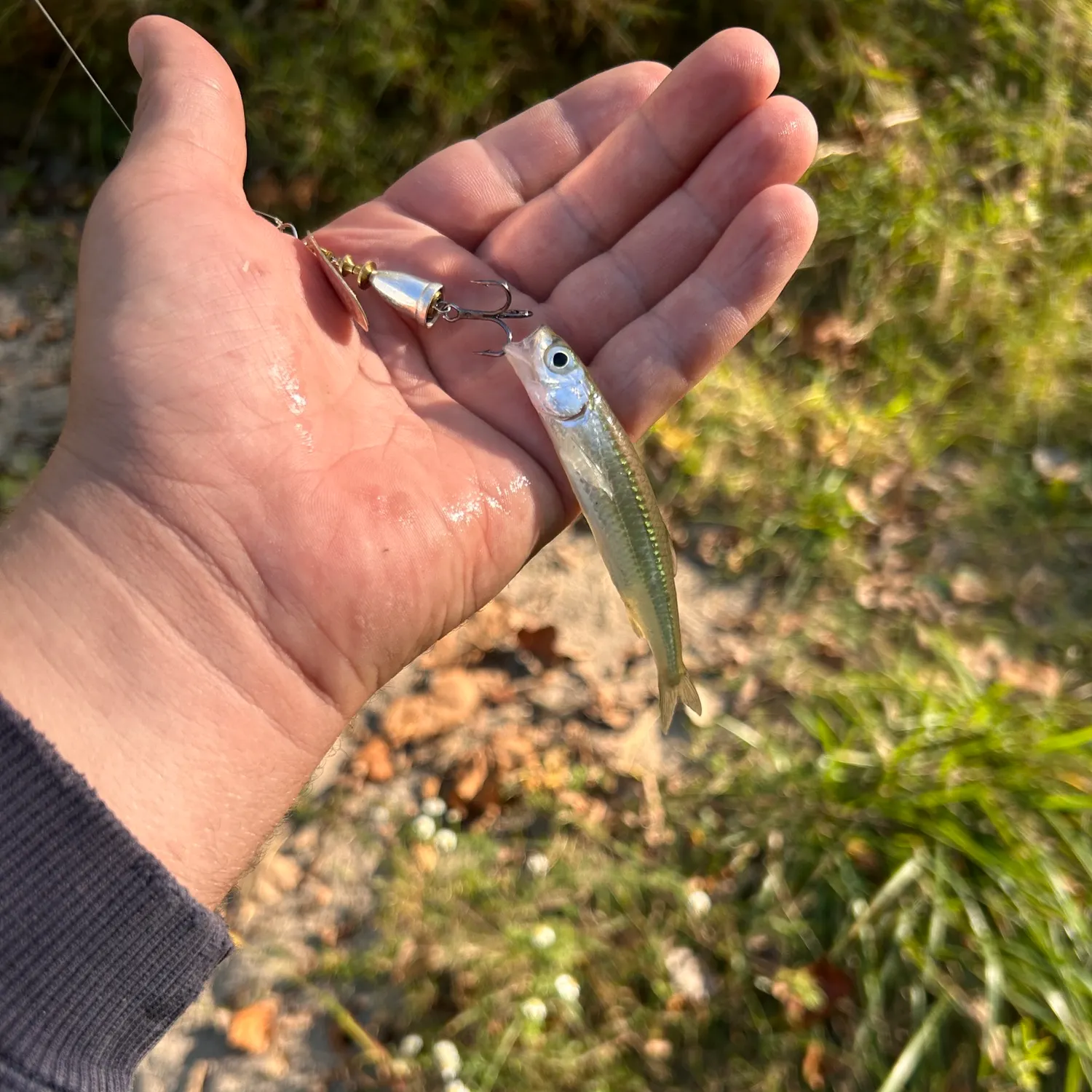 The most recent Eastern silvery minnow catches on Fishbrain