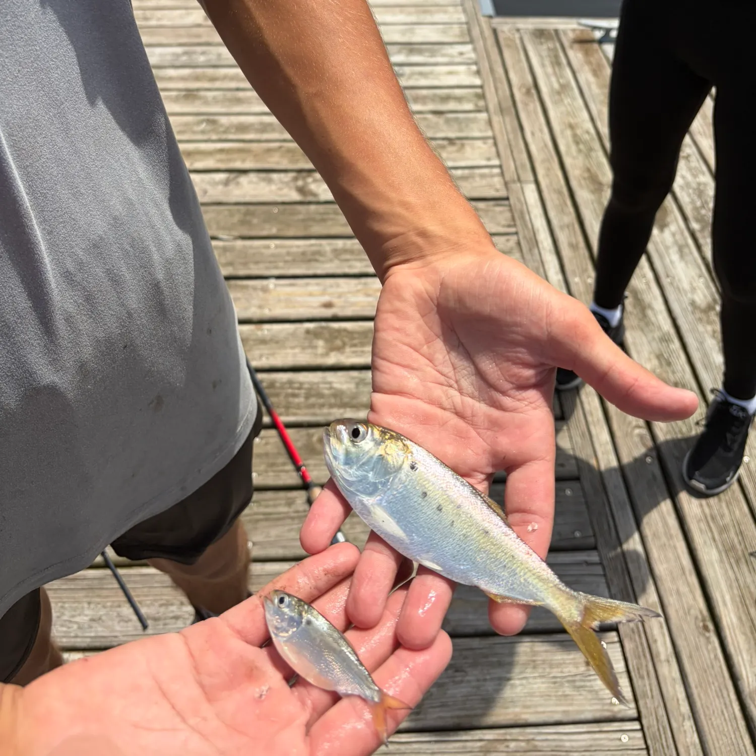 The most recent American shad catches on Fishbrain