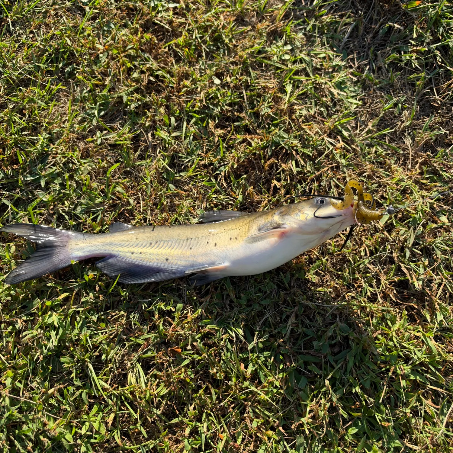 Channel catfish caught on Fishbrain