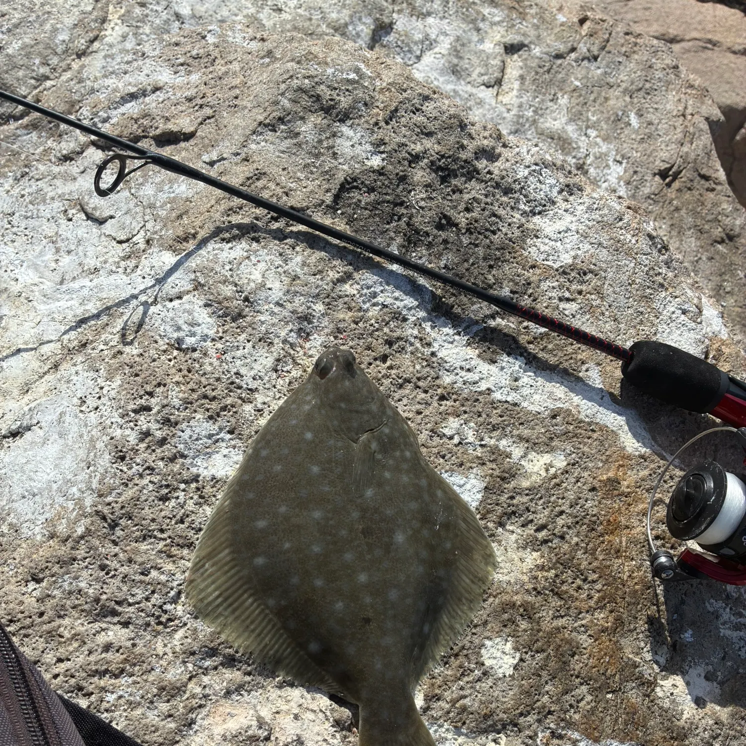 The most recent Diamond turbot catches on Fishbrain
