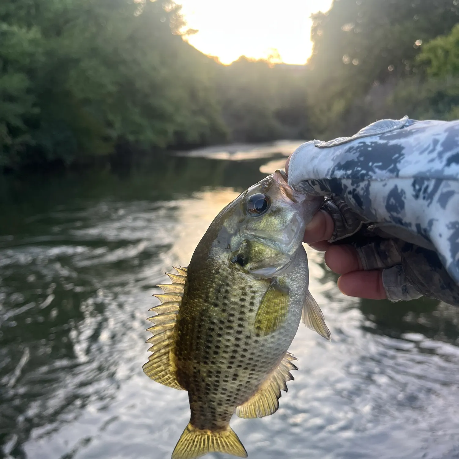 Rock bass caught on Fishbrain