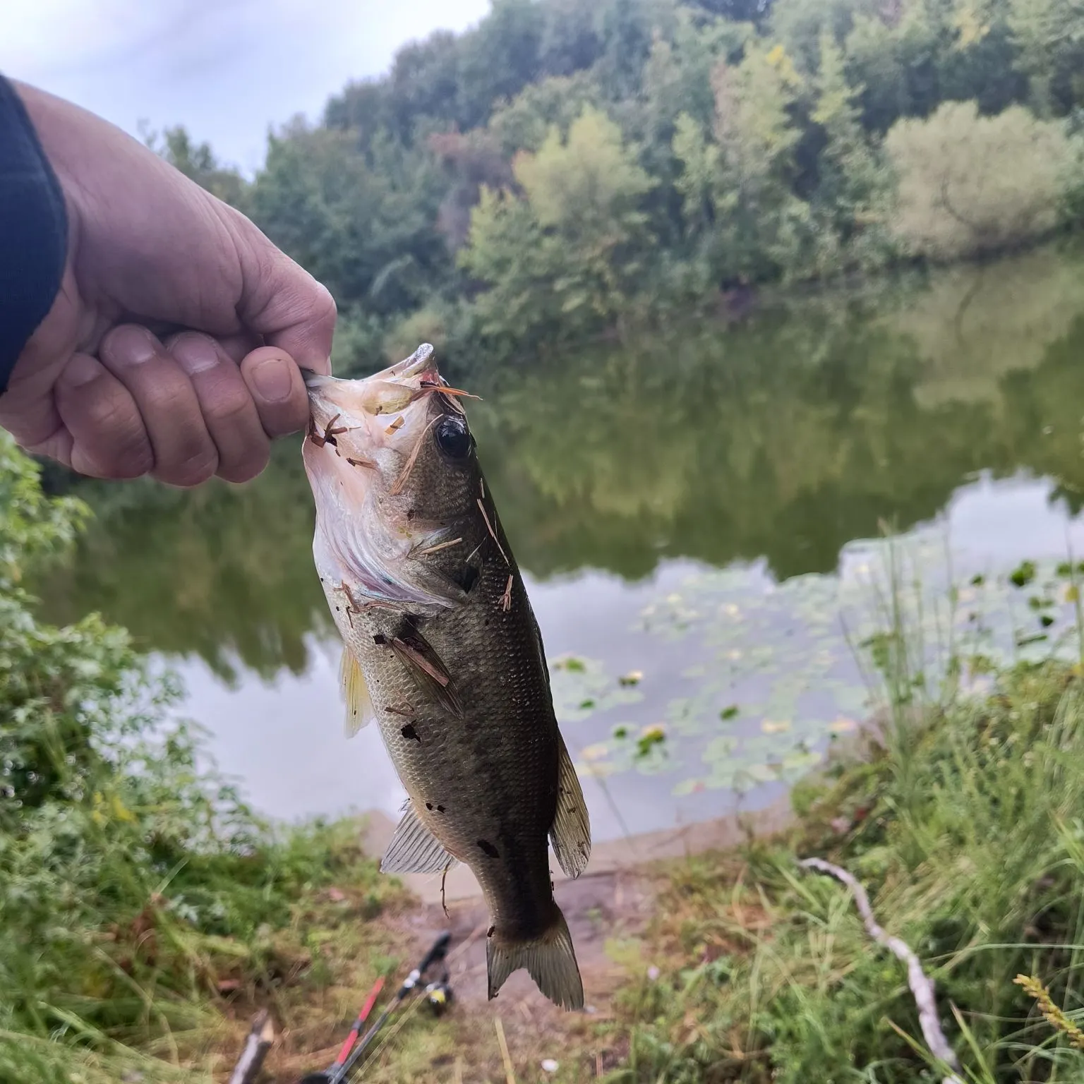 Largemouth bass caught on Fishbrain