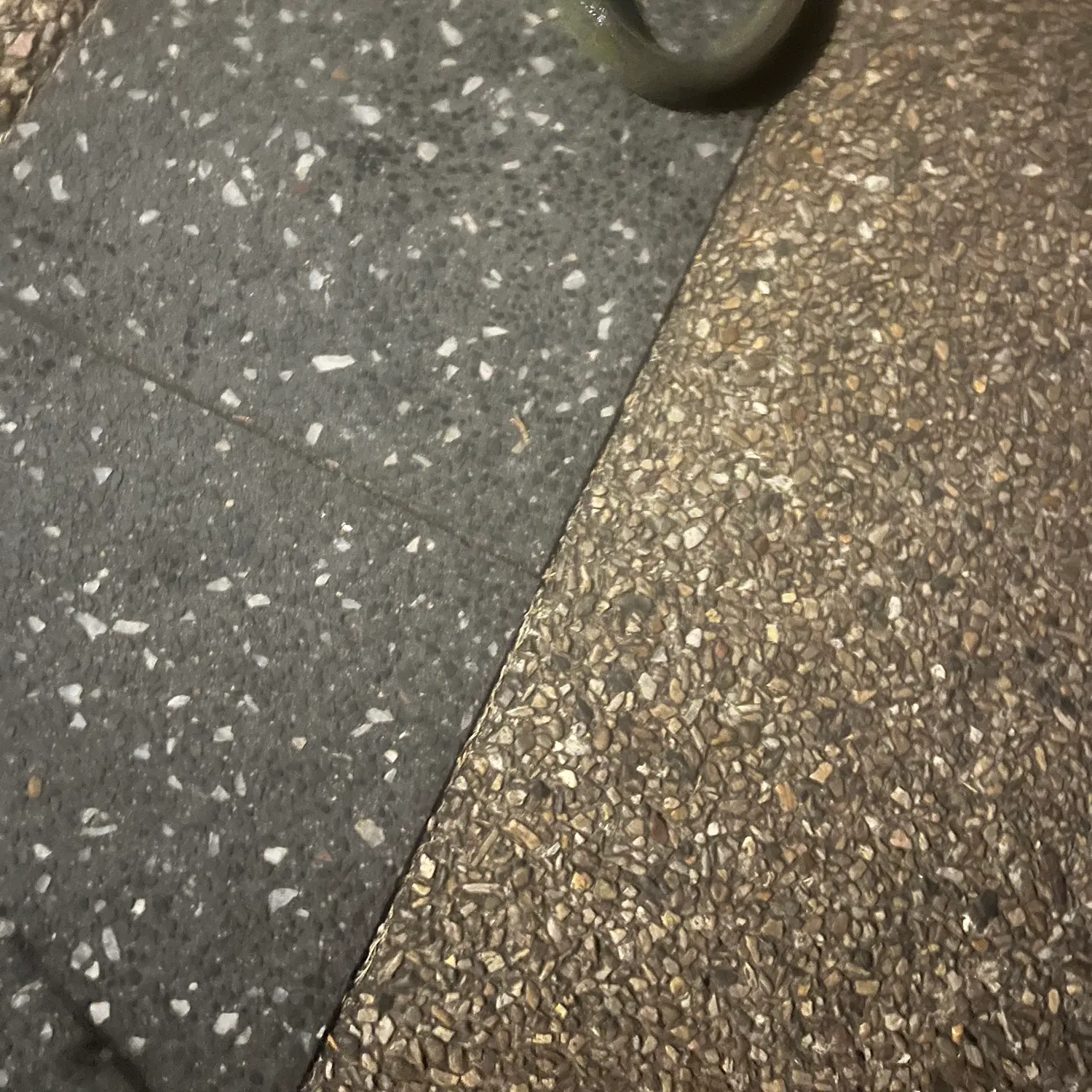 The most recent Speckled longfin eel catches on Fishbrain