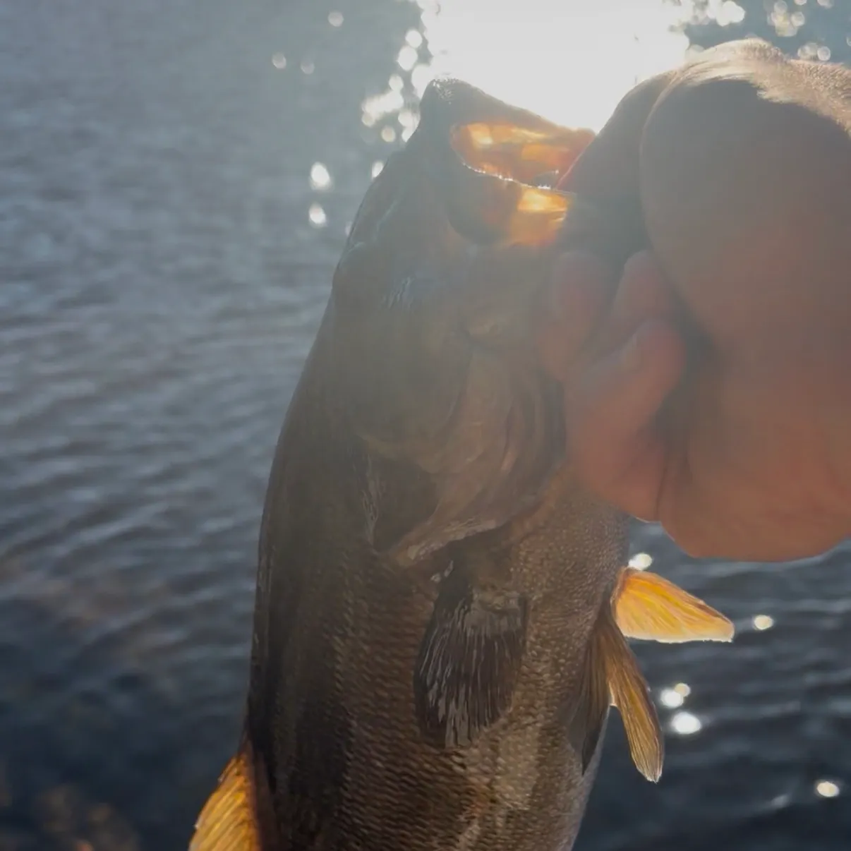 Smallmouth bass caught on Fishbrain