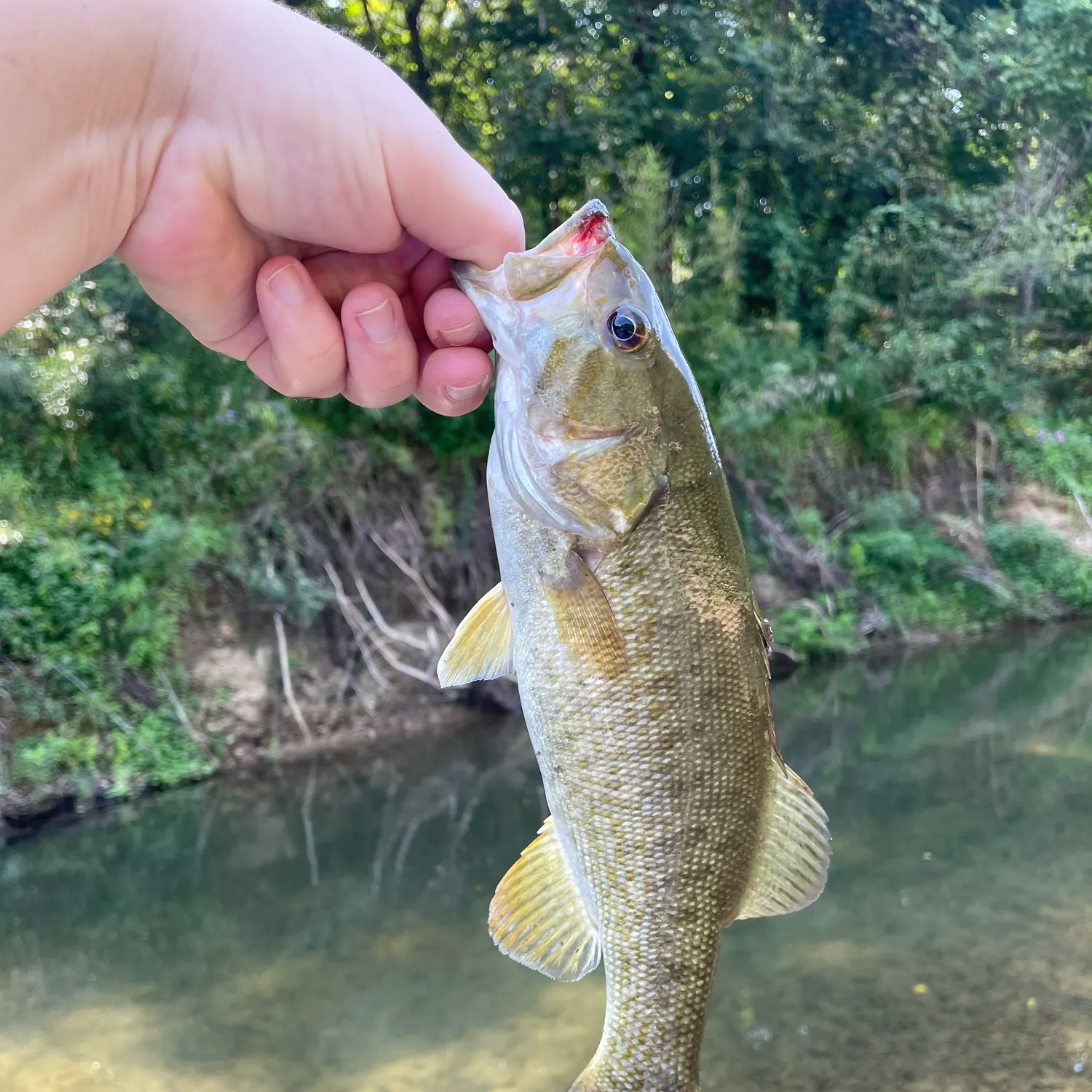 Smallmouth bass caught on Fishbrain