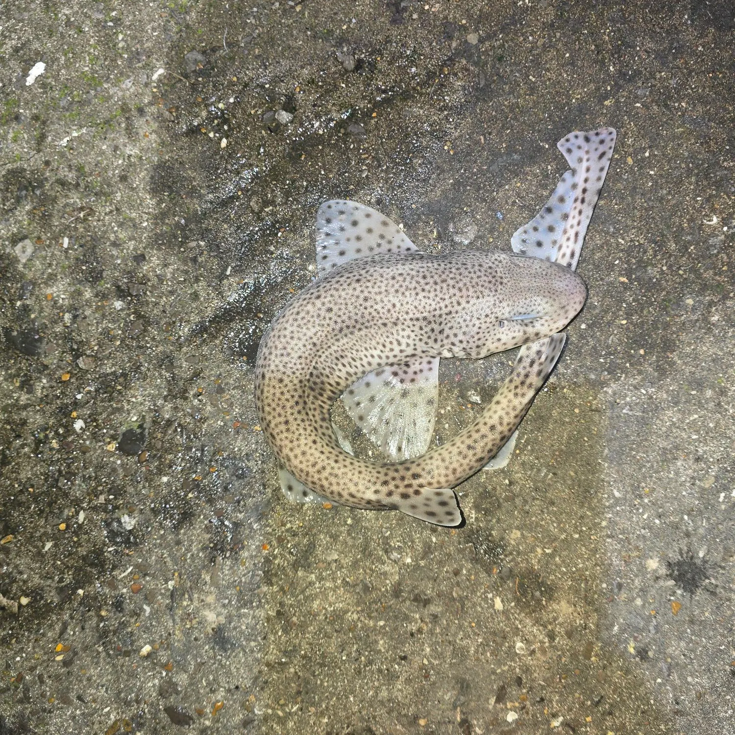 The most recent Lesser spotted dogfish catches on Fishbrain