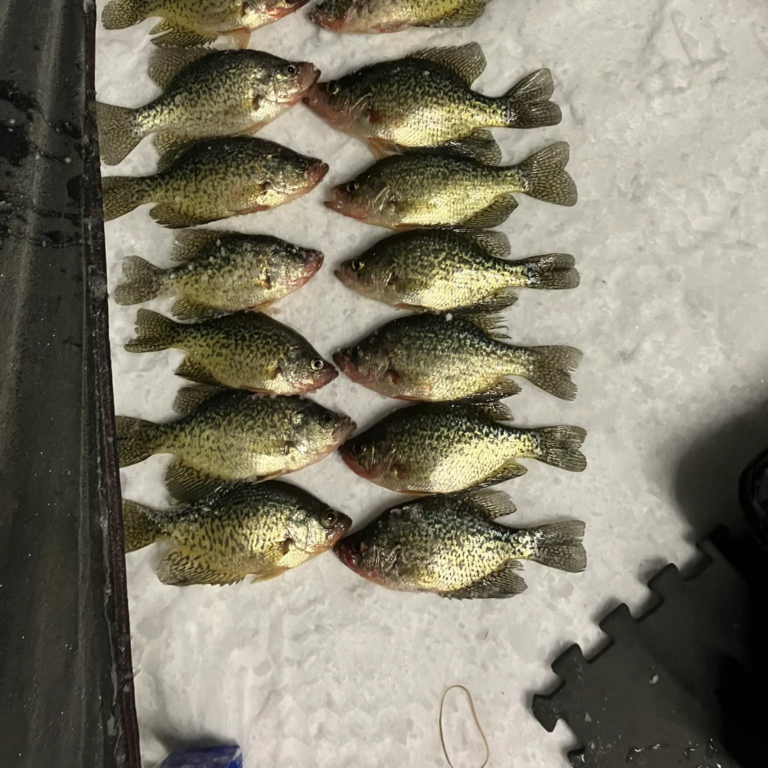 recently logged catches
