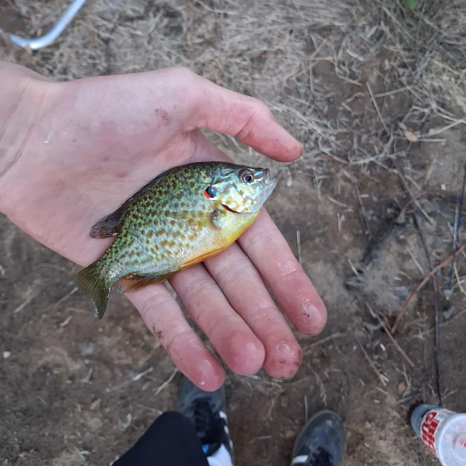Pumpkinseed caught on Fishbrain