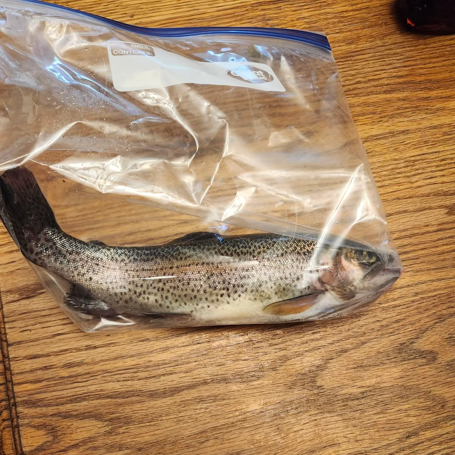 Fish caught on Fishbrain