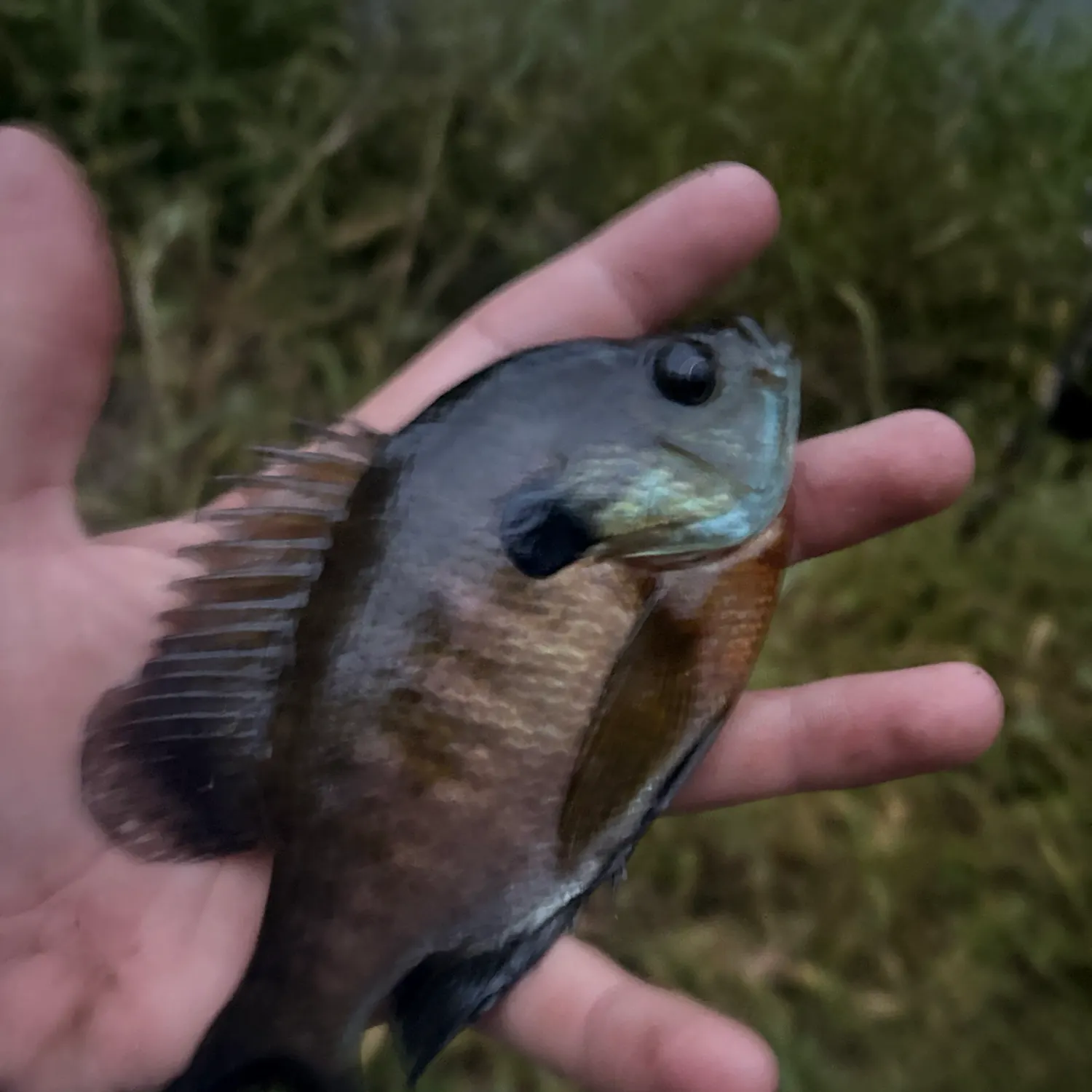 Bluegill caught on Fishbrain