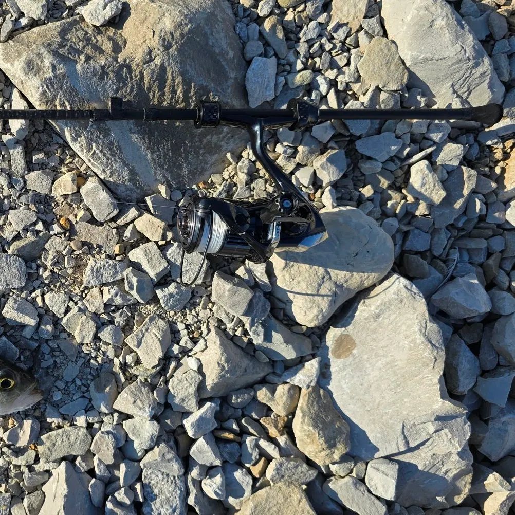 White bass caught on Fishbrain