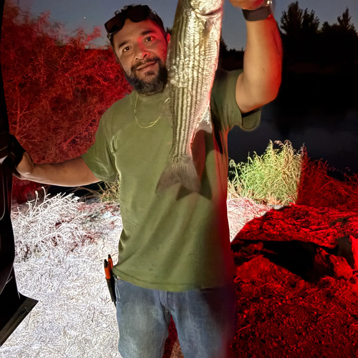 Striped bass caught on Fishbrain