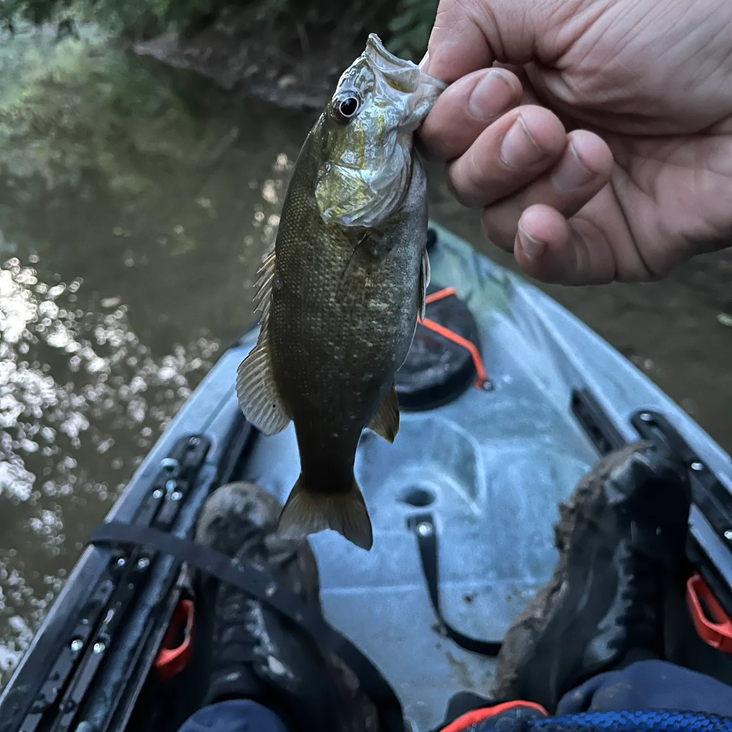 Smallmouth bass caught on Fishbrain