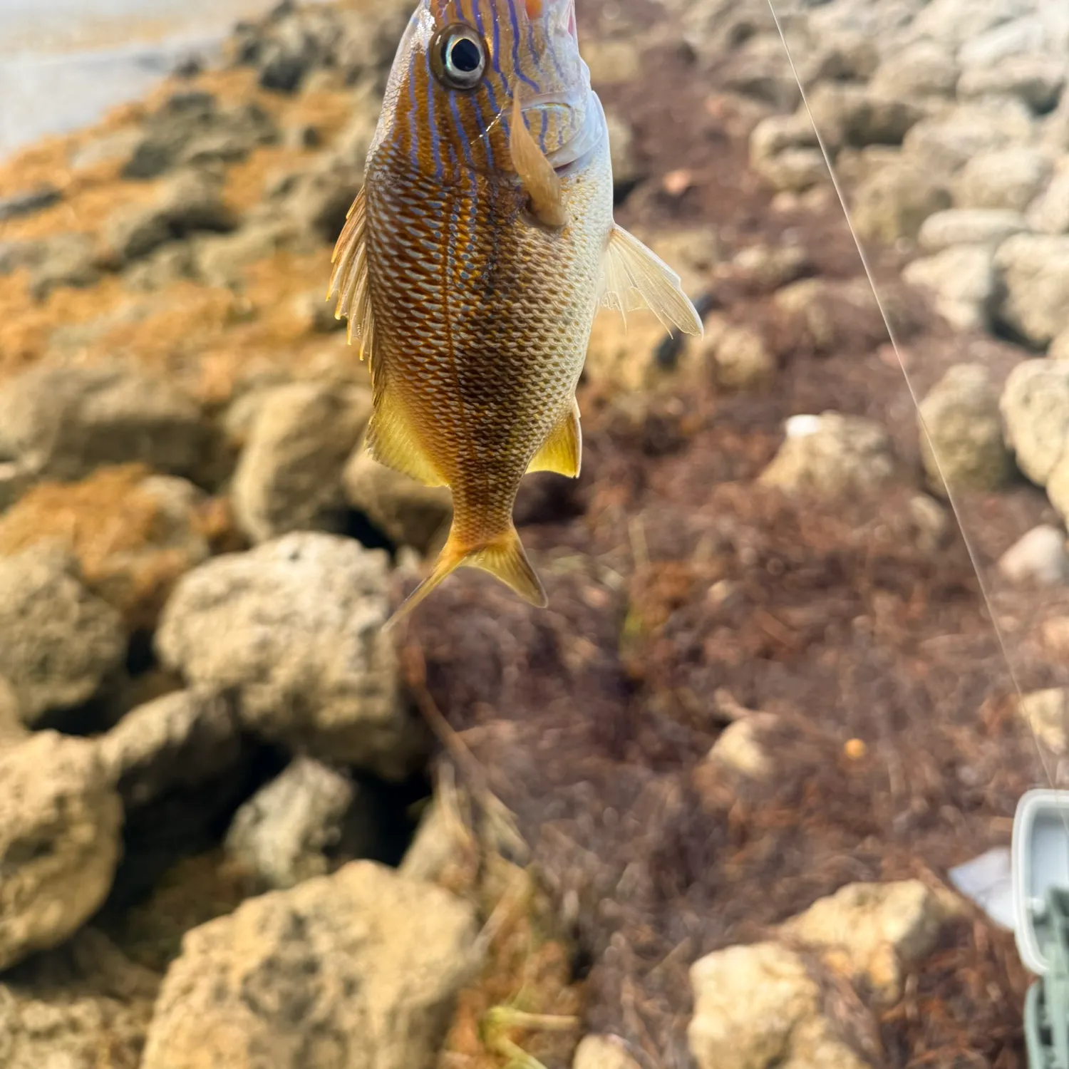 The most recent White grunt catches on Fishbrain