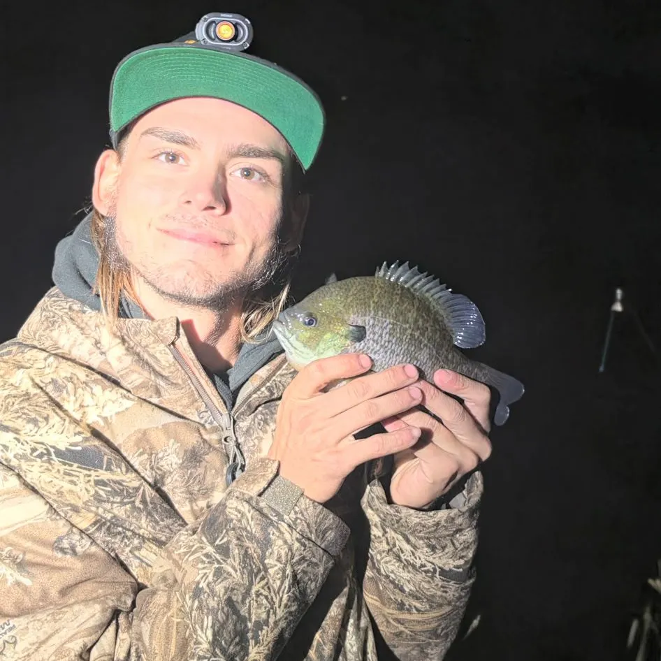 Bluegill caught on Fishbrain