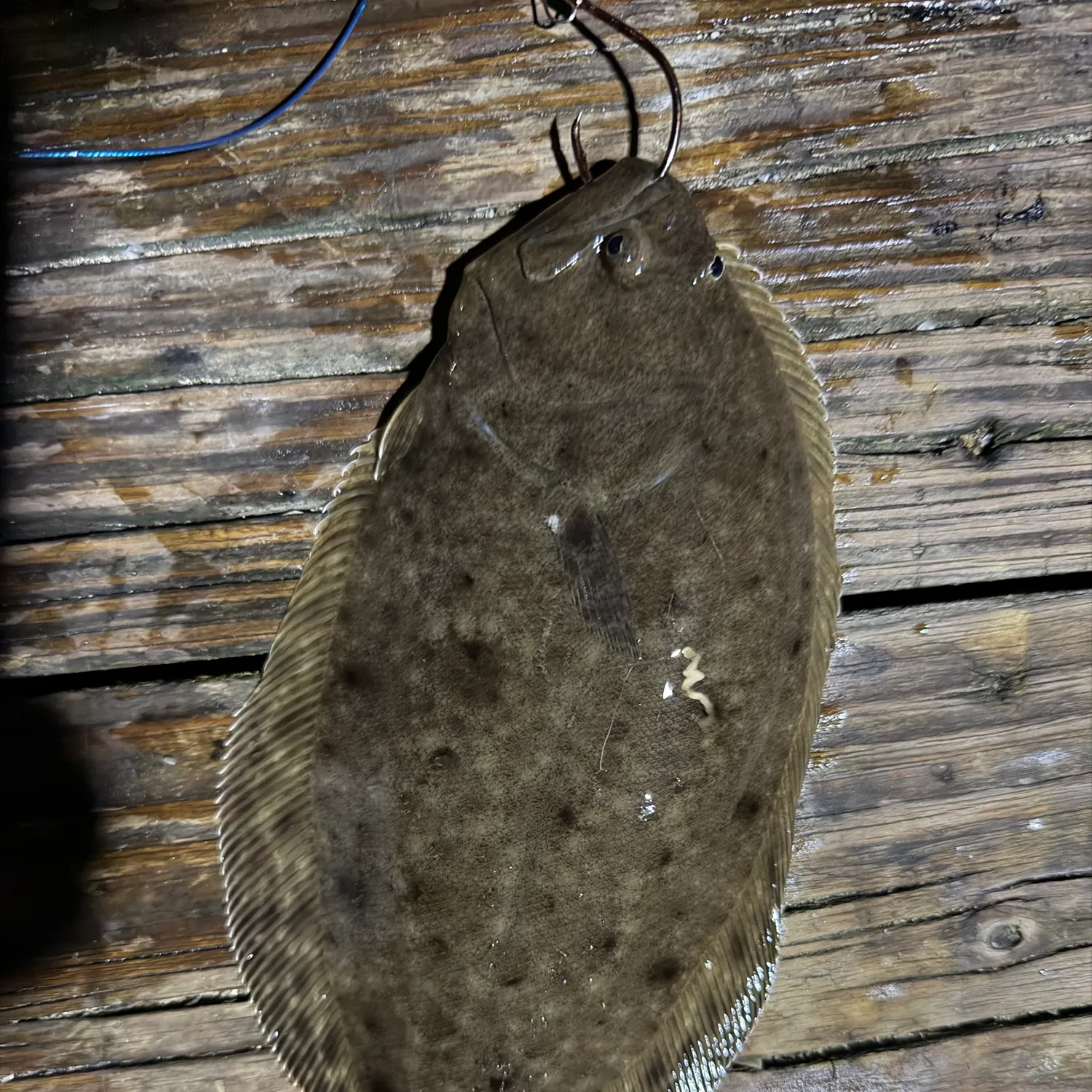 Summer flounder caught on Fishbrain