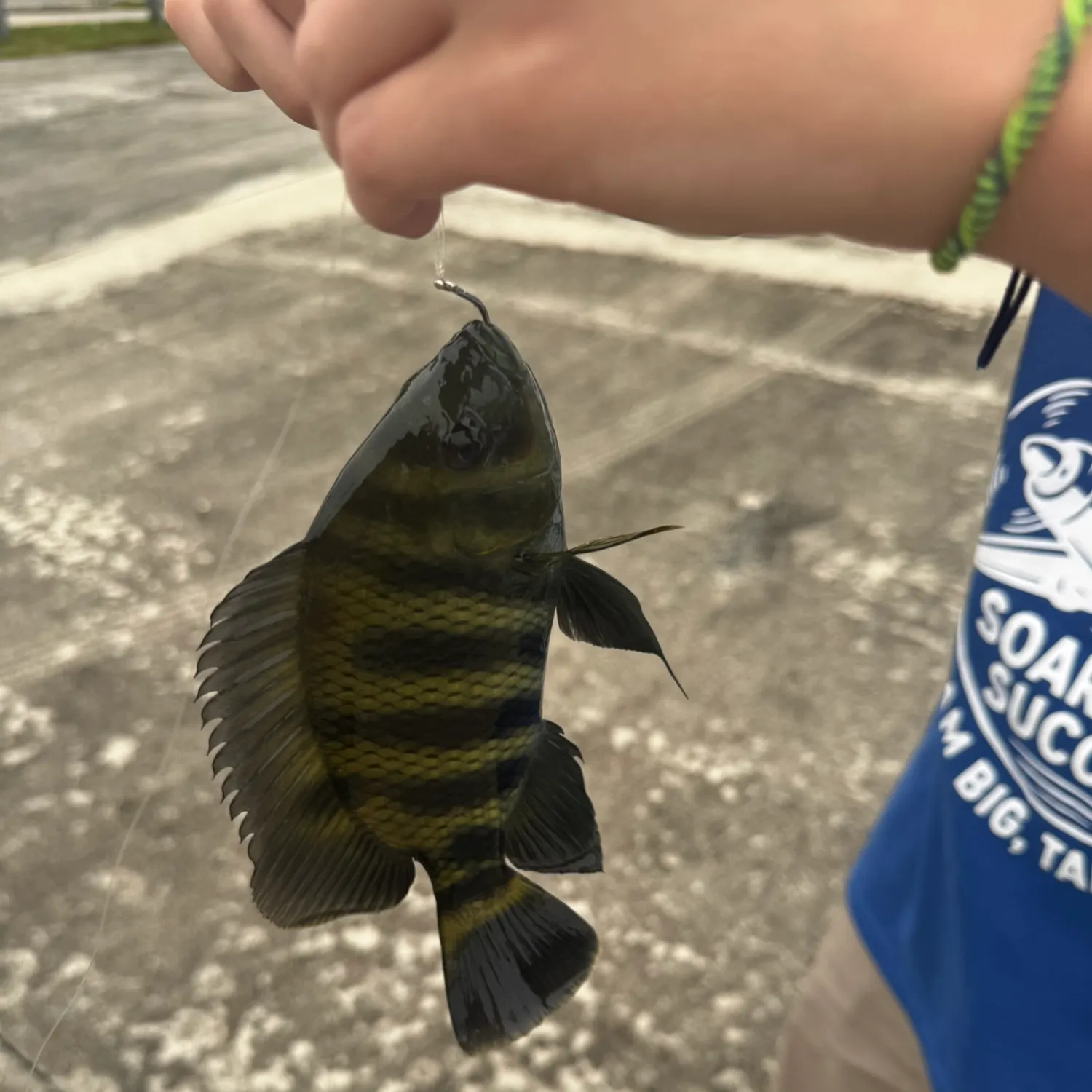 The most recent Zebra tilapia catches on Fishbrain
