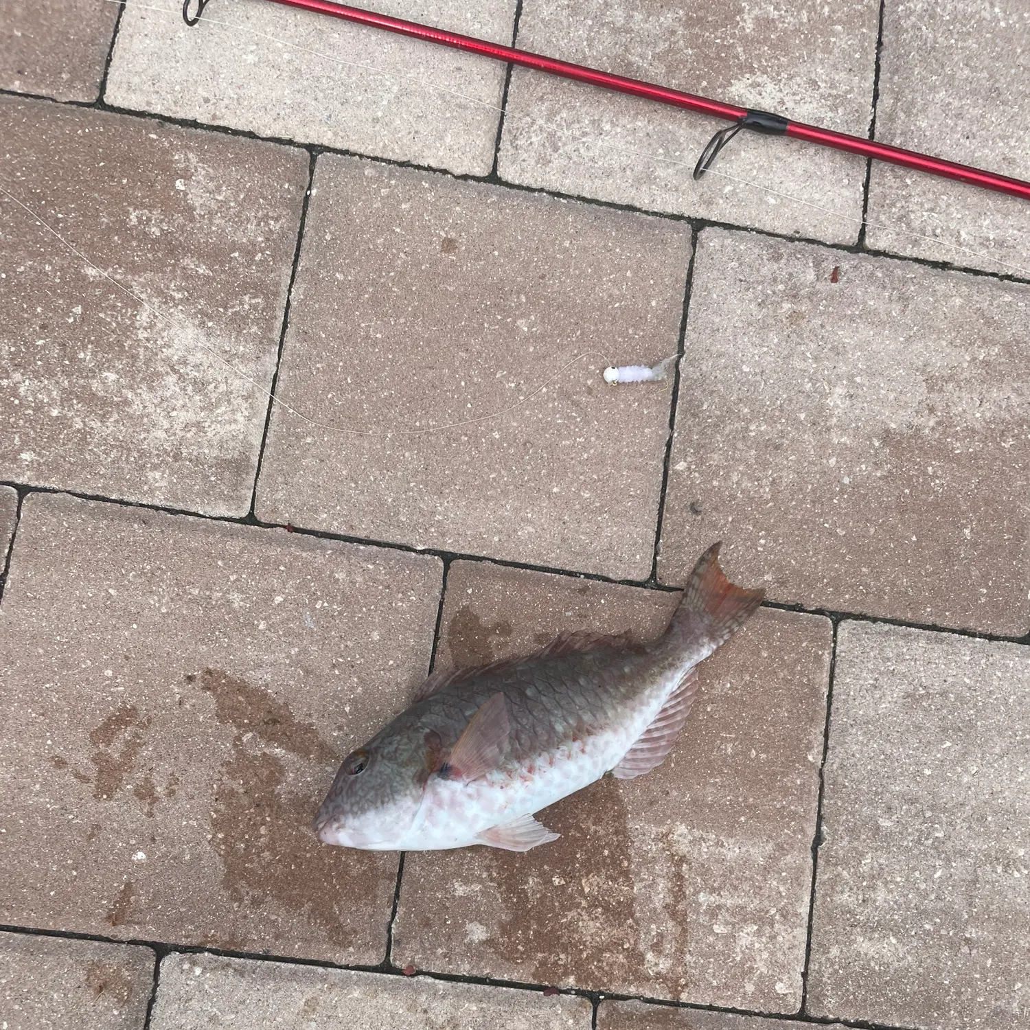 The most recent Japanese parrotfish catches on Fishbrain