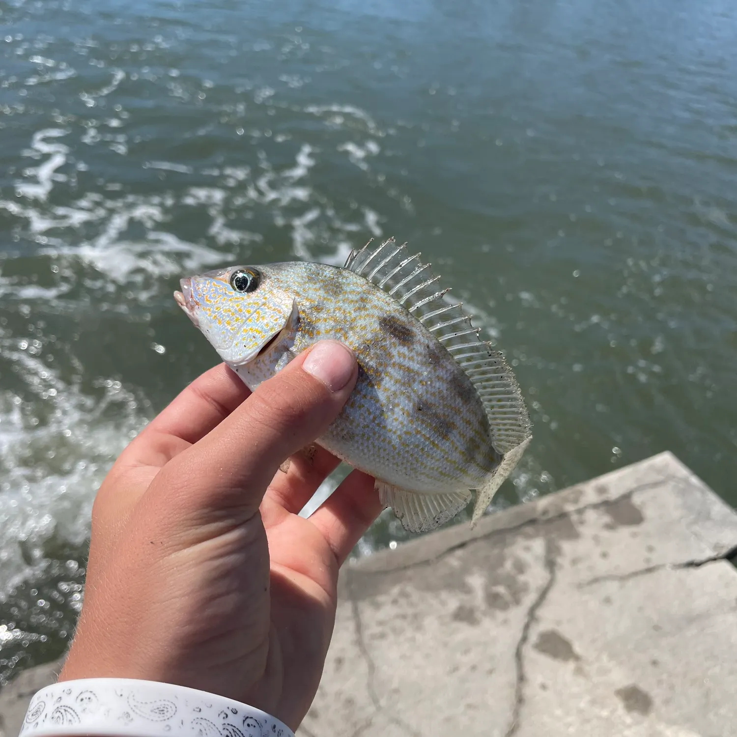 Pinfish caught on Fishbrain
