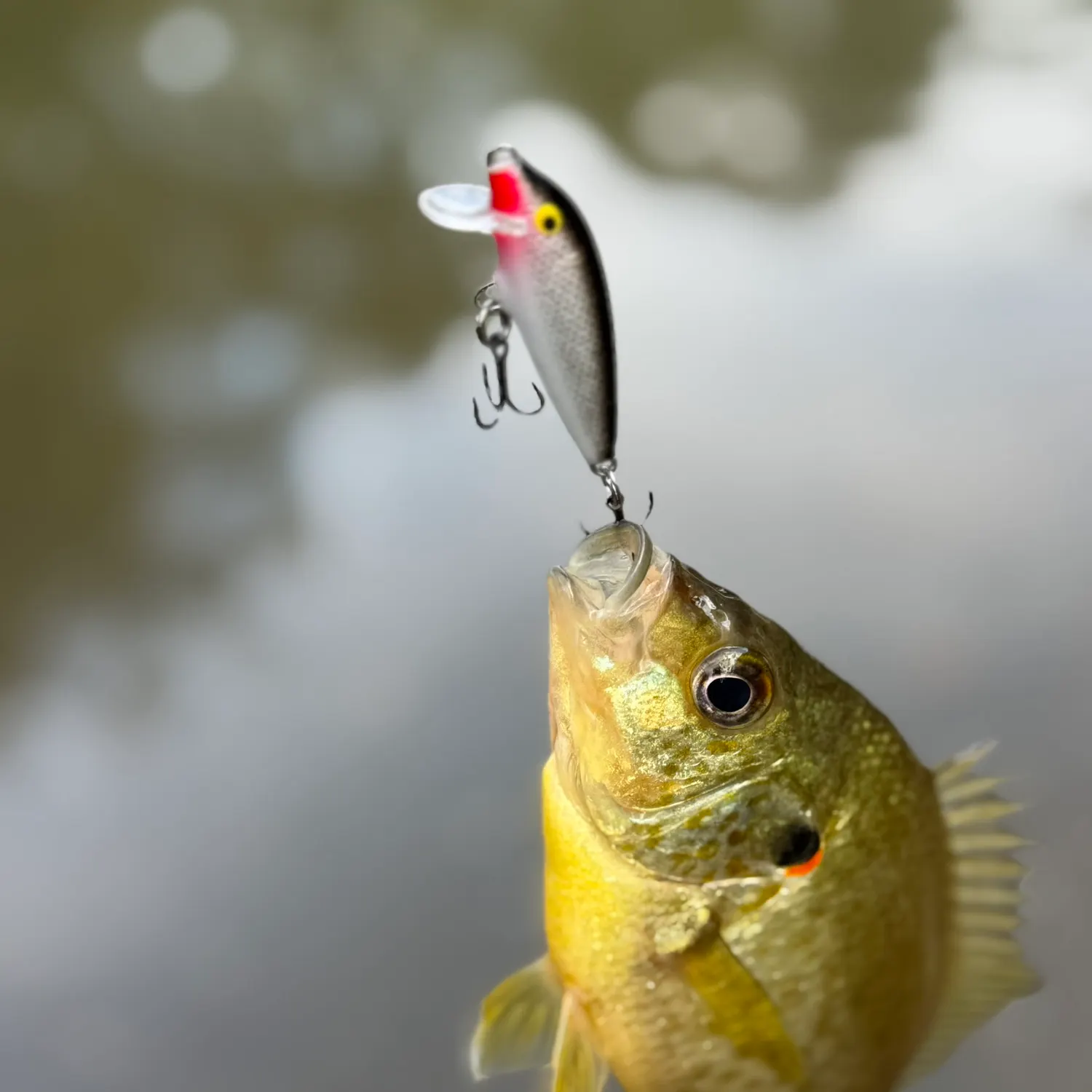 Redear sunfish caught on Fishbrain