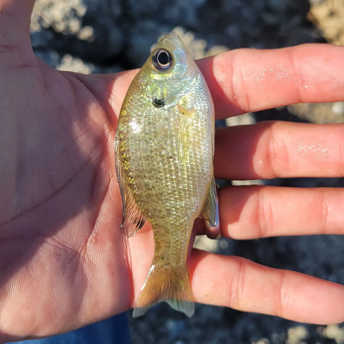 Redbreast sunfish caught on Fishbrain