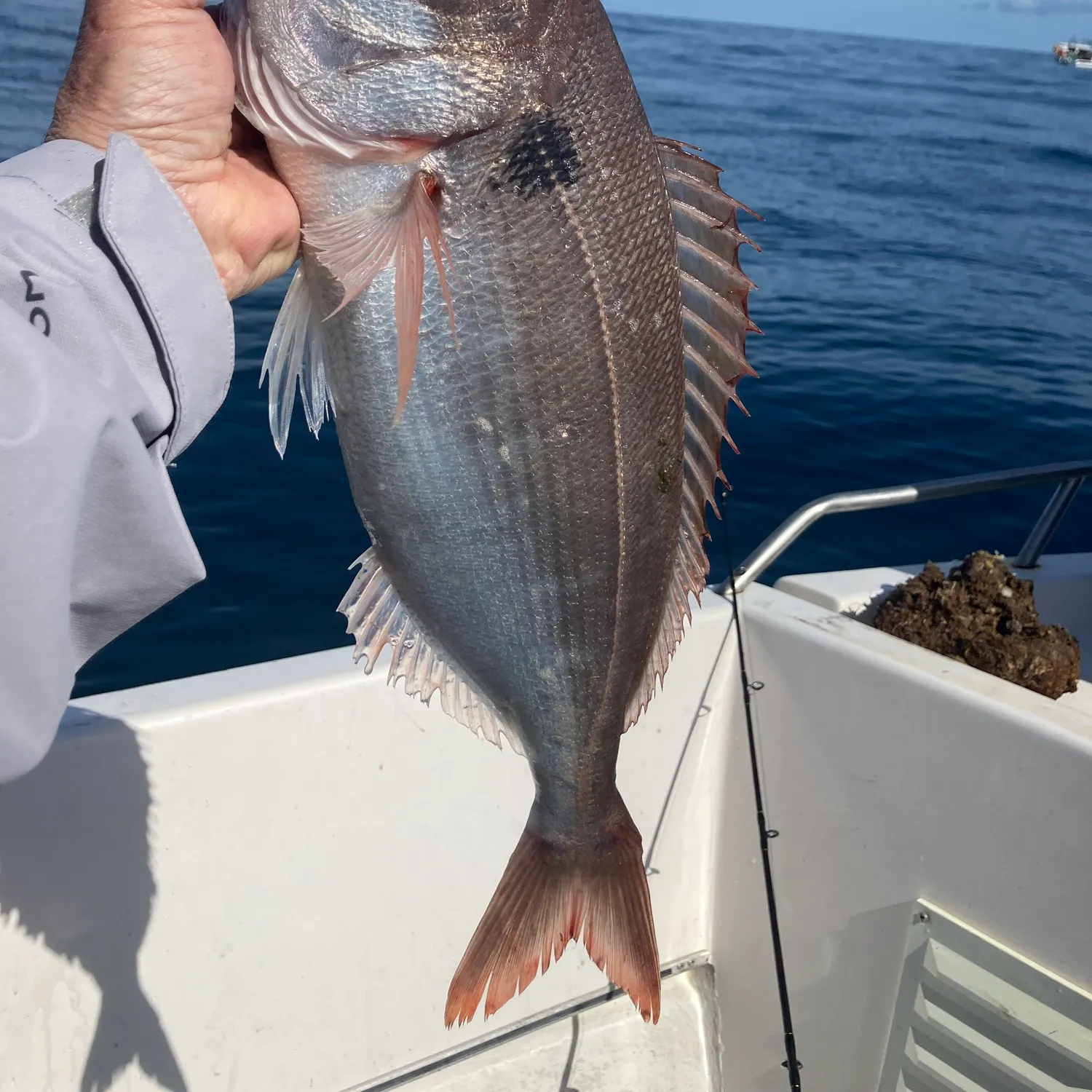 The most popular recent Blackspot seabream catch on Fishbrain