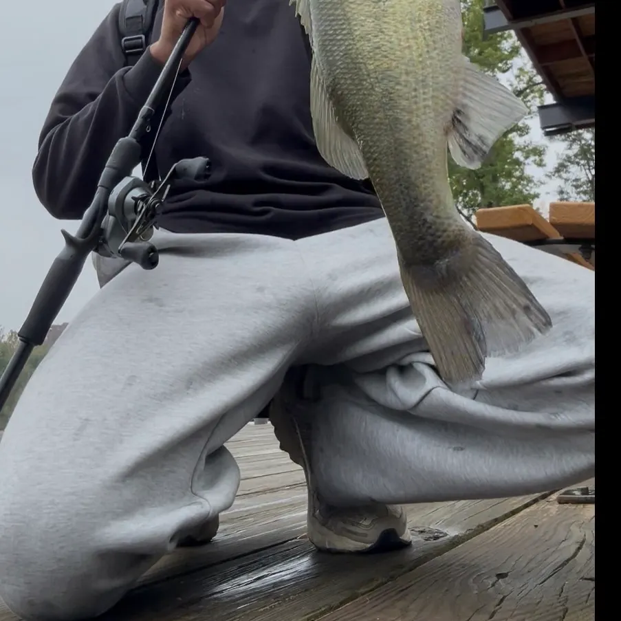 Largemouth bass caught on Fishbrain