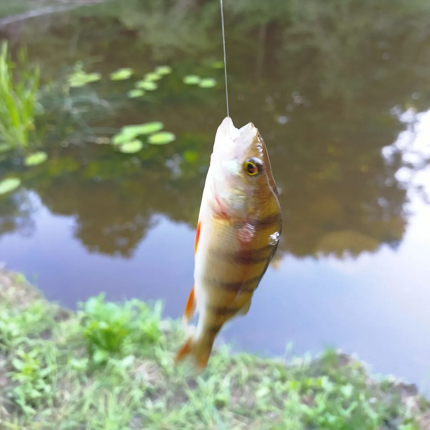 European perch caught on Fishbrain