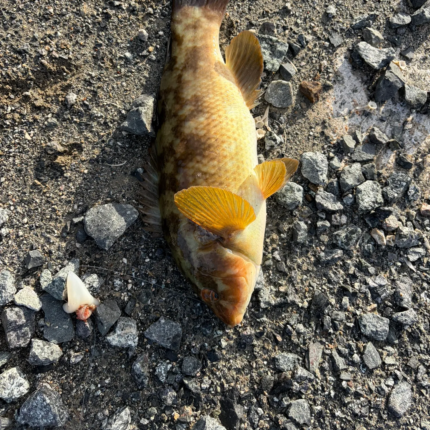 The most recent Ballan wrasse catches on Fishbrain