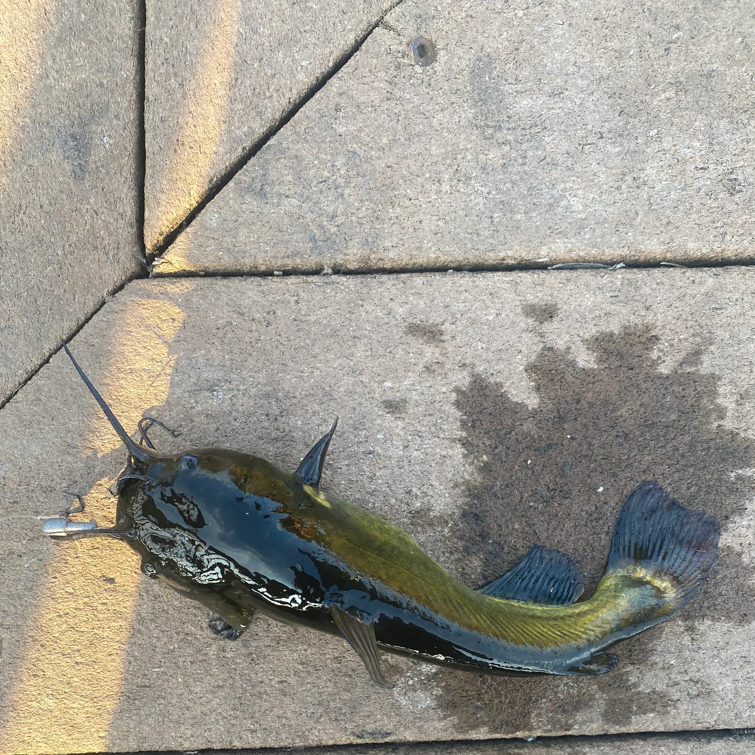 Fish caught on Fishbrain