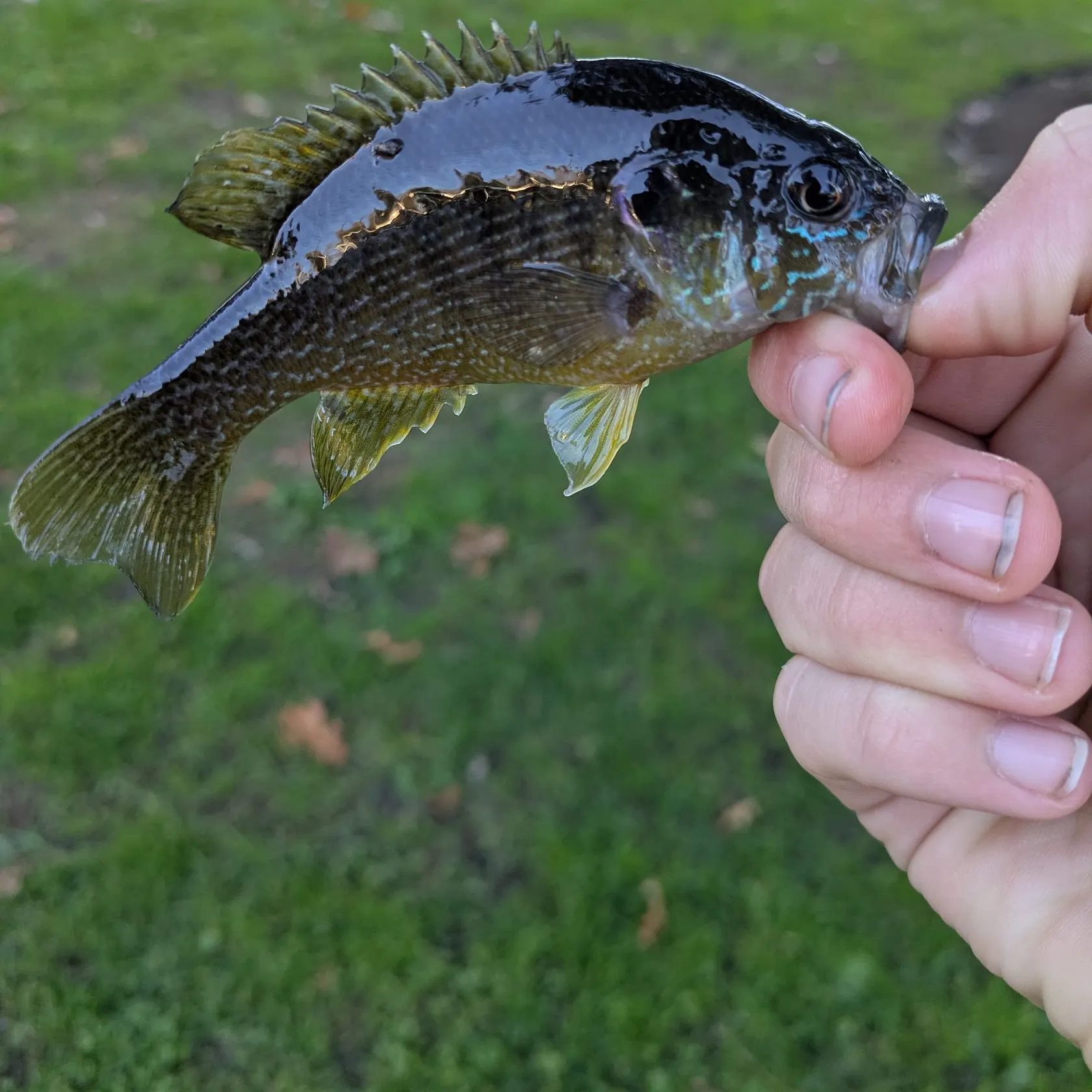 Green sunfish caught on Fishbrain
