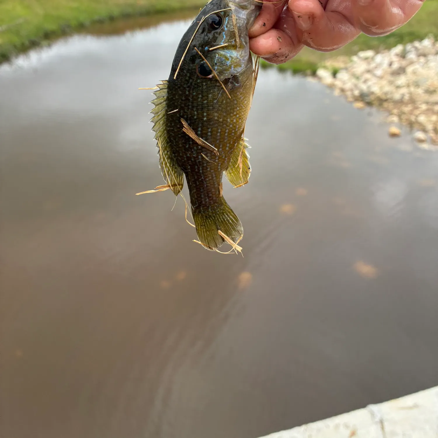 Fish caught on Fishbrain