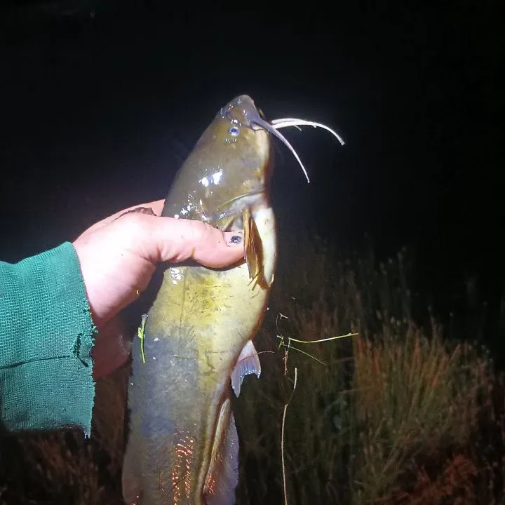 Black bullhead caught on Fishbrain