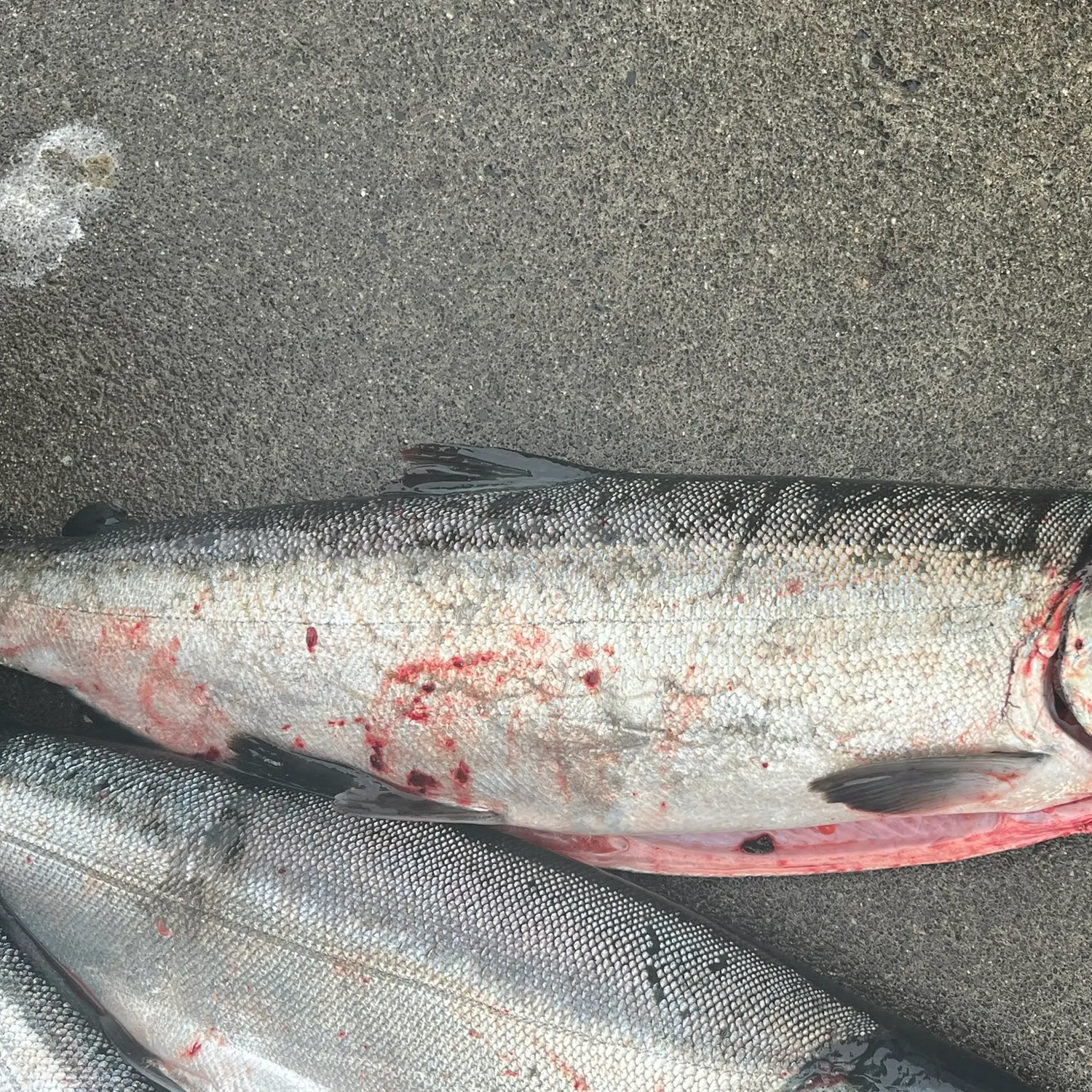 Coho salmon caught on Fishbrain