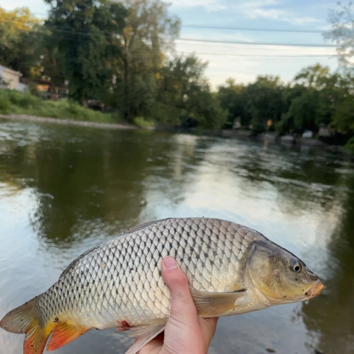 Common carp caught on Fishbrain