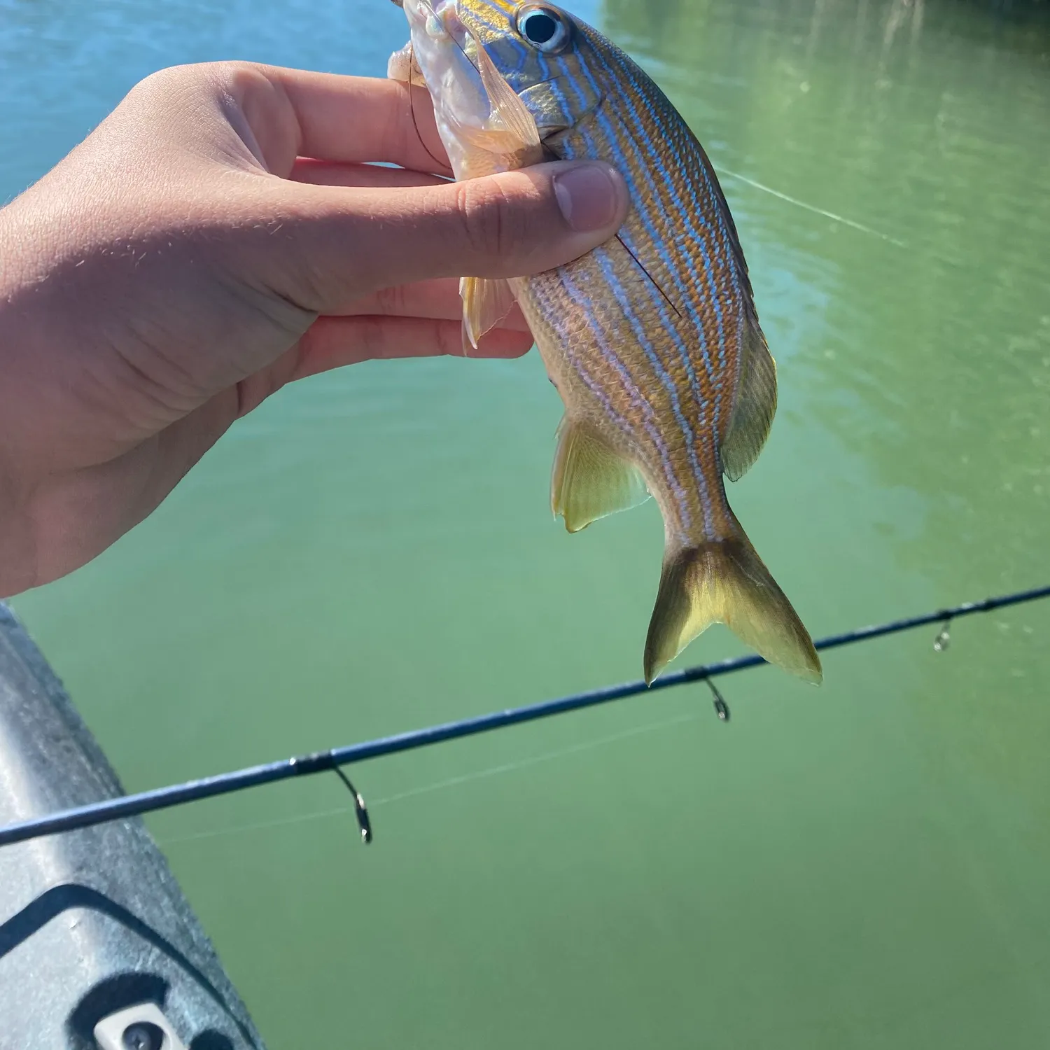 The most recent Yellowtail snapper catches on Fishbrain
