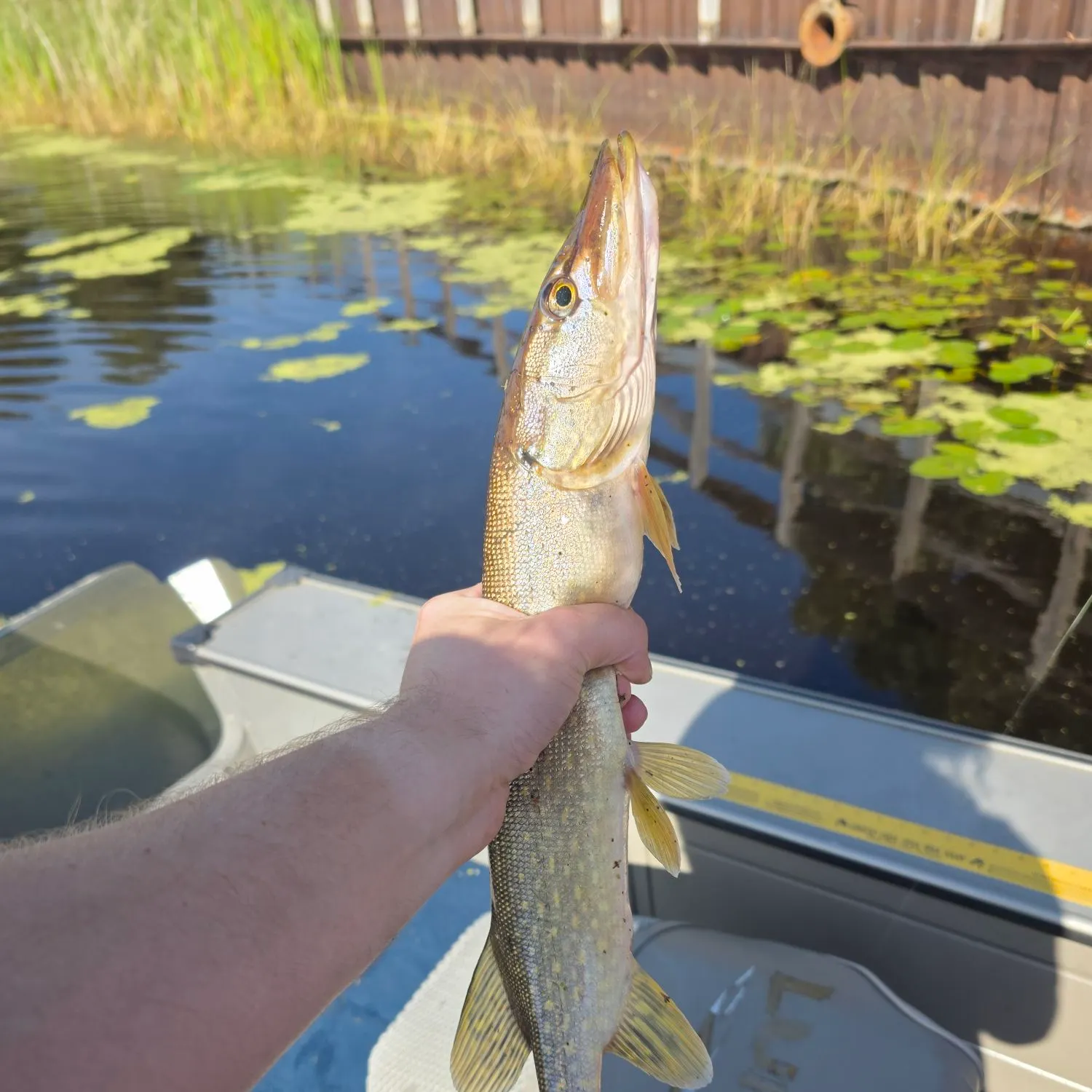 Northern pike caught on Fishbrain