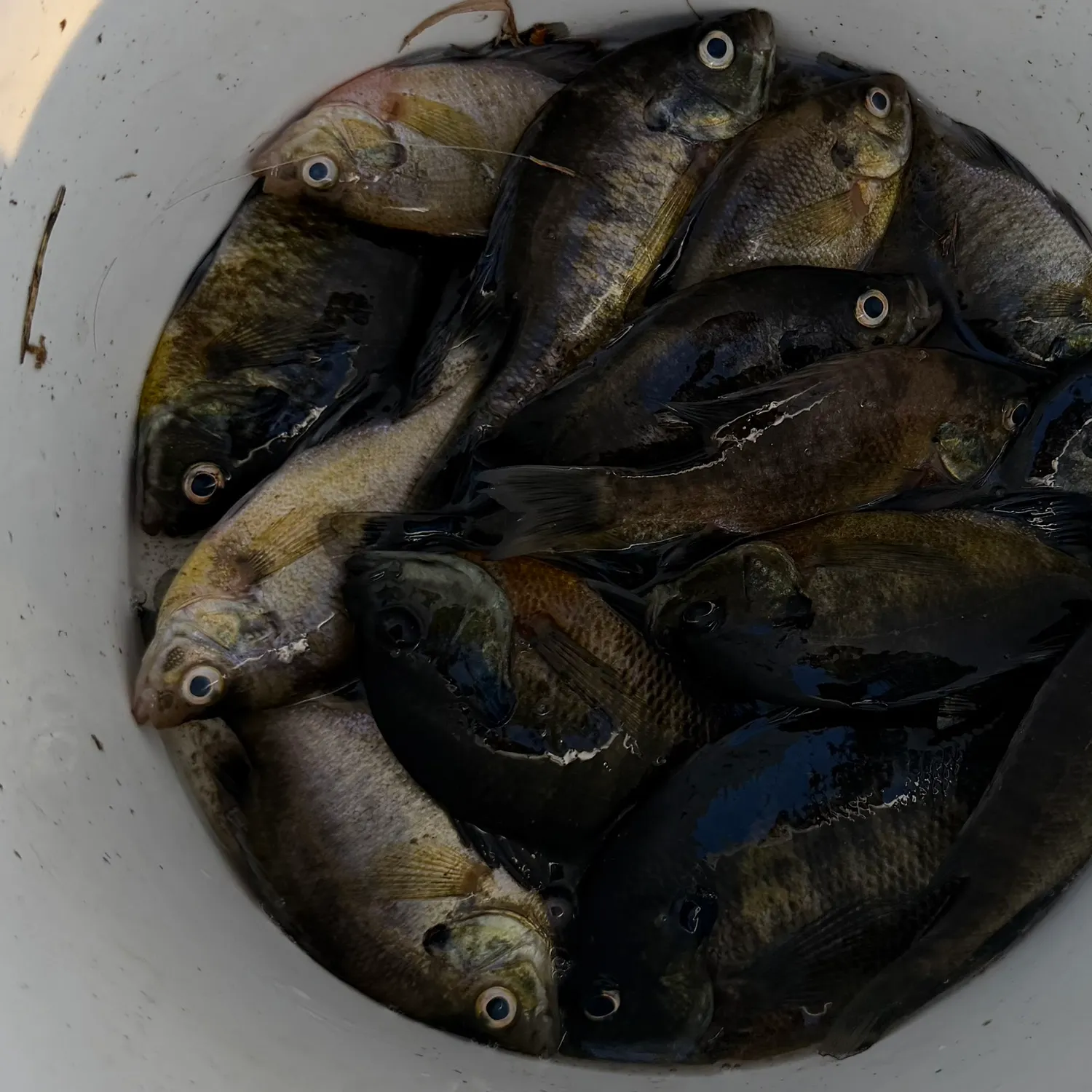 Bluegill caught on Fishbrain