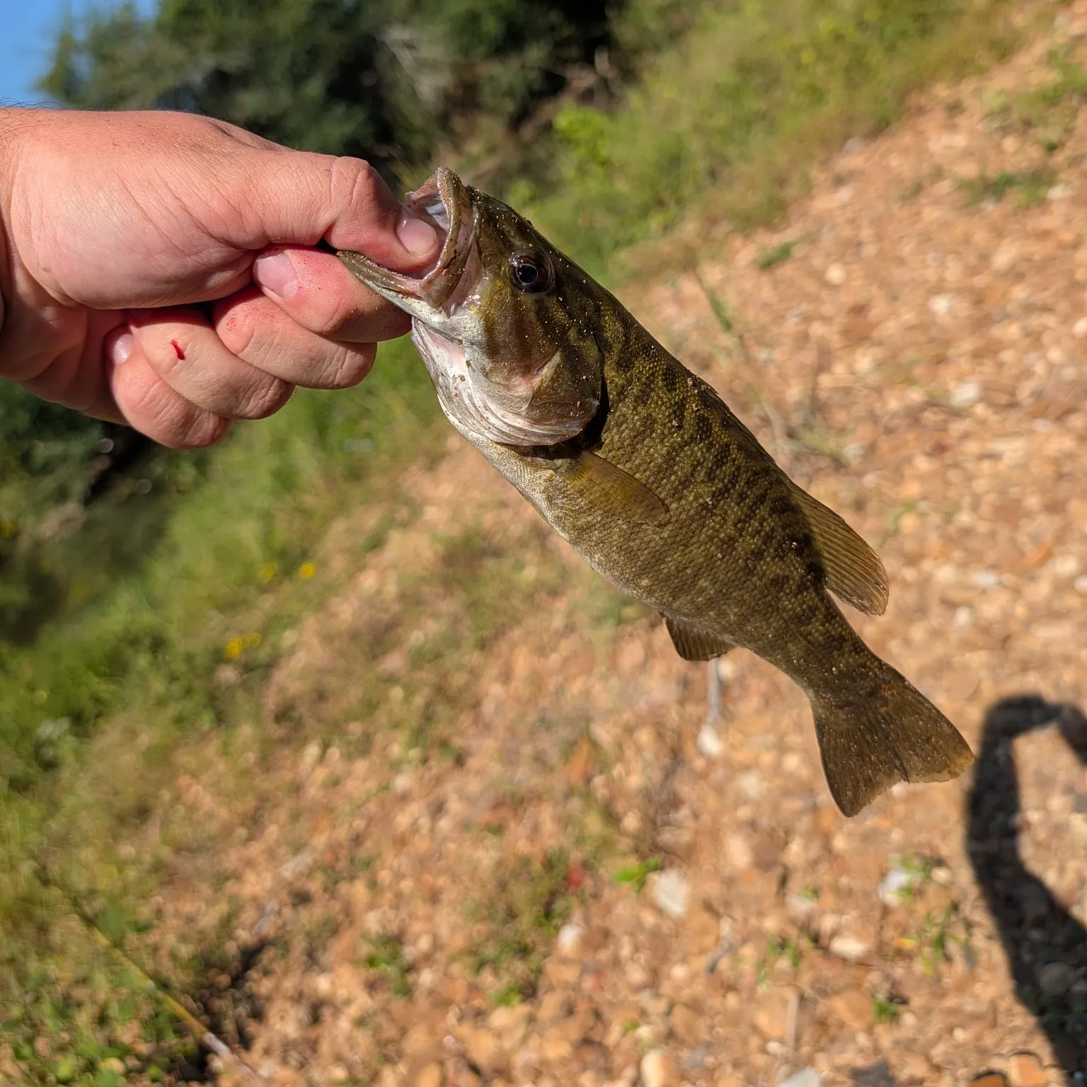 Meanmouth bass caught on Fishbrain