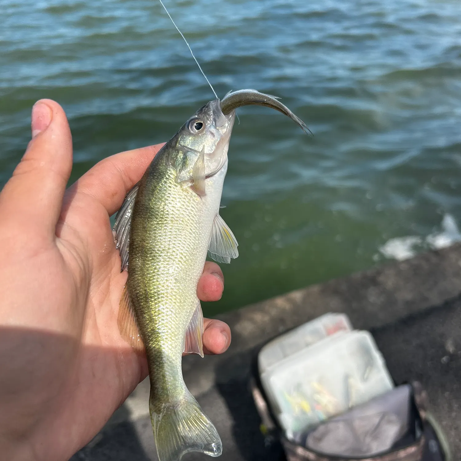 Yellow perch caught on Fishbrain
