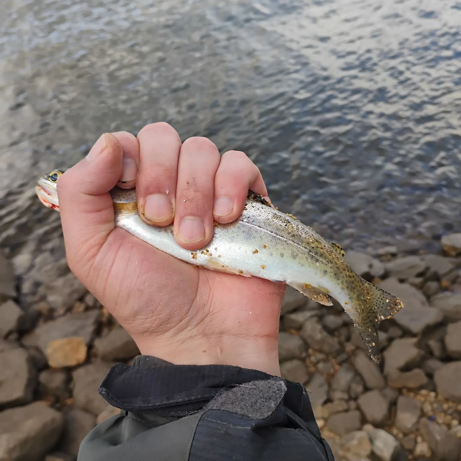 Rainbow trout caught on Fishbrain